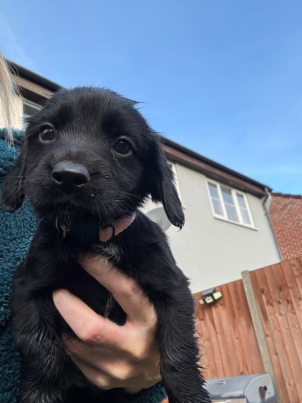 Cocker Spaniel puppies for sale in Gloucester, Gloucestershire – 8 weeks old - Image 3 of 3
