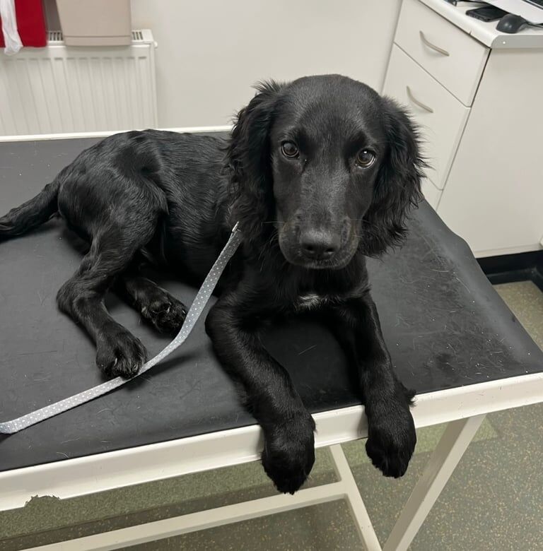 Cocker Spaniel puppies for sale in Rochdale, Greater Manchester – 2 years old - Image 1 of 3