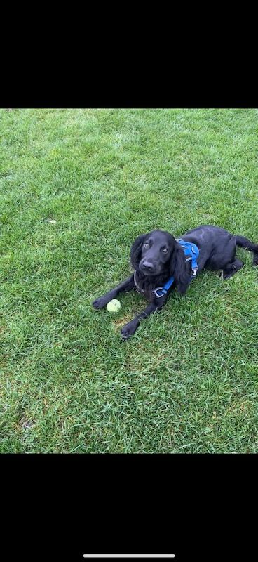 Cocker Spaniel puppies for sale in Rochdale, Greater Manchester – 2 years old - Image 2 of 3