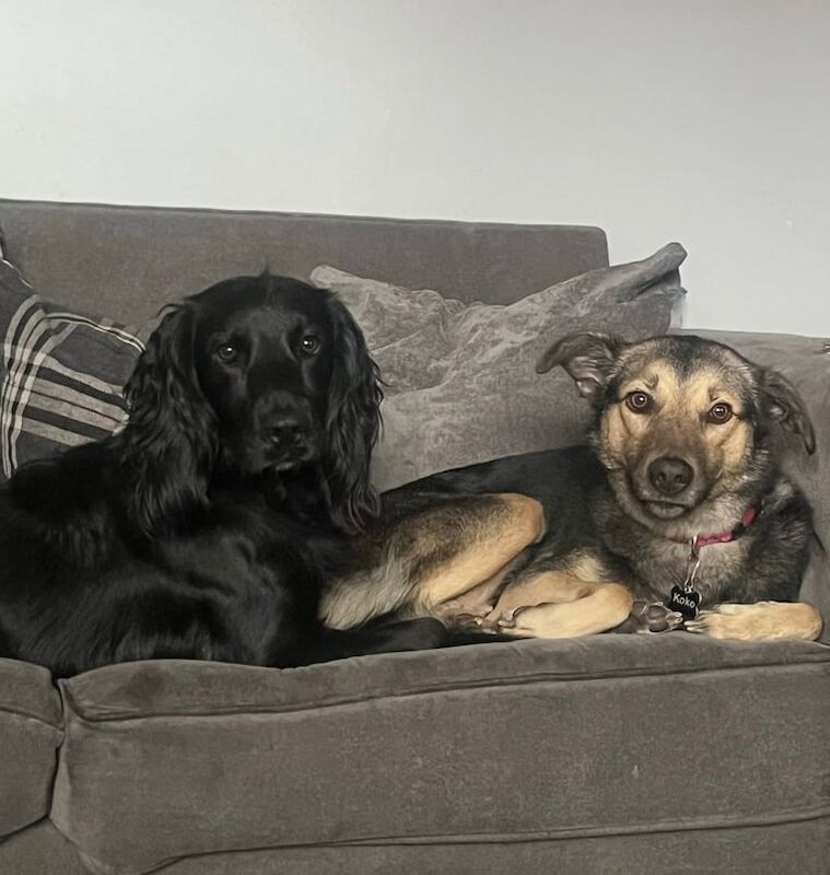 Cocker Spaniel puppies for sale in Rochdale, Greater Manchester – 2 years old - Image 3 of 3