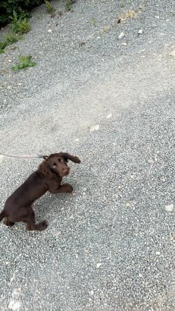 Cocker Spaniel puppies for sale in Wisbech, Cambridgeshire – 1 year old - Image 4 of 5