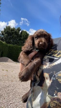 Cocker Spaniel puppies for sale in Wisbech, Cambridgeshire – 1 year old - Image 5 of 5