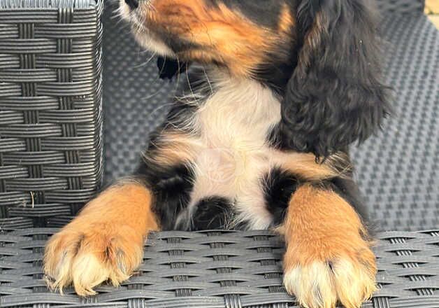 Cocker Spaniel puppies for sale in Cambridge, Cambridgeshire – 9 months old - Image 1 of 5