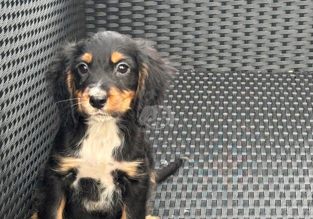 Cocker Spaniel puppies for sale in Cambridge, Cambridgeshire – 9 months old - Image 2 of 5