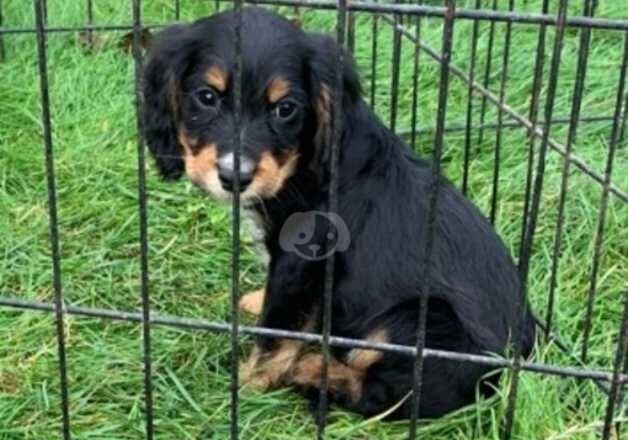 Cocker Spaniel puppies for sale in Cambridge, Cambridgeshire – 9 months old - Image 4 of 5