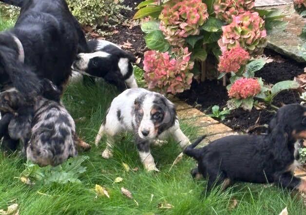 Cocker Spaniel puppies for sale in Cambridge, Cambridgeshire – 9 months old - Image 5 of 5
