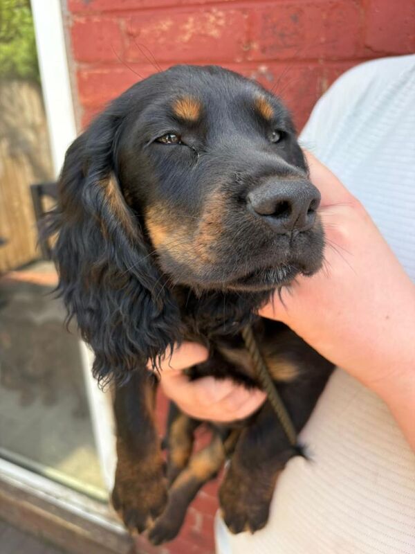 cocker spaniel boy last of 4 pups