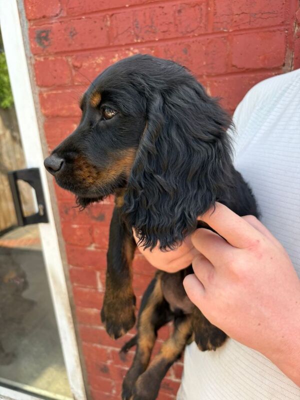 cocker spaniel boy last of 4 pups - Image 2 of 5