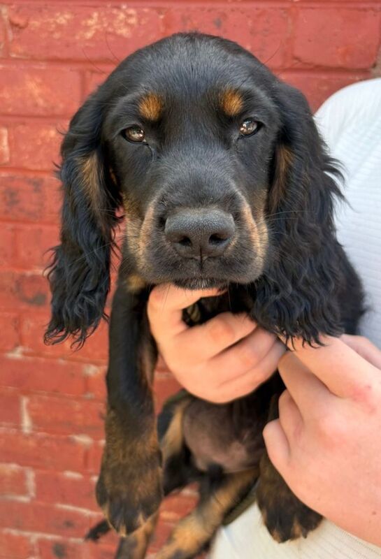 cocker spaniel boy last of 4 pups - Image 3 of 5