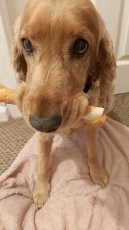 Cocker Spaniel puppies for sale in Nottingham, Nottinghamshire – 7 years old - Image 3 of 5