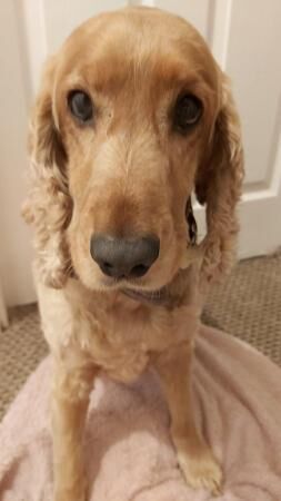 Cocker Spaniel puppies for sale in Nottingham, Nottinghamshire – 7 years old - Image 4 of 5