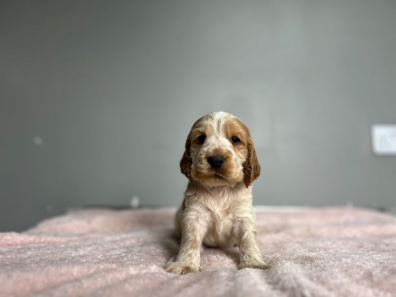 Cocker spaniel boy ready soon - Image 4 of 7