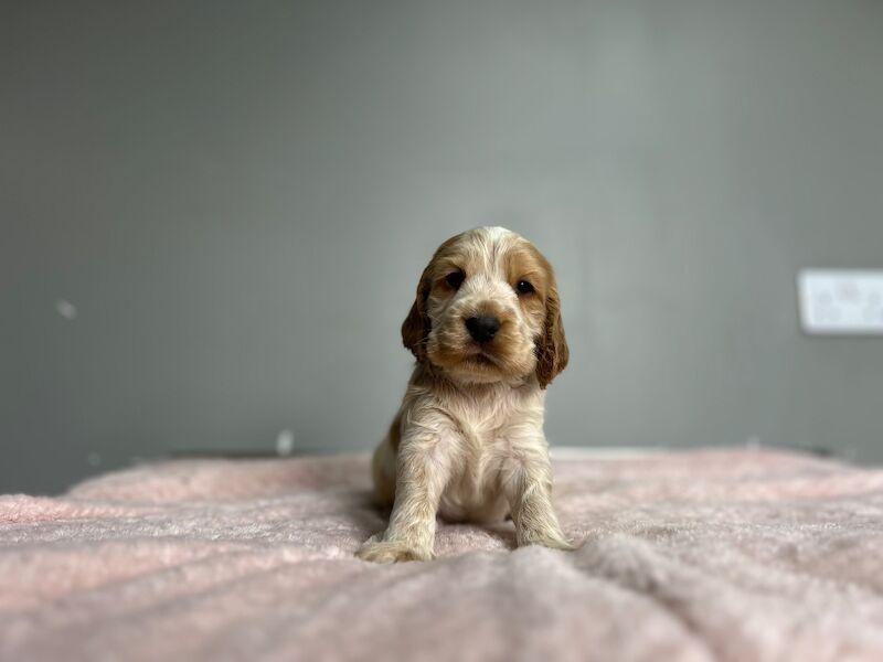 Cocker spaniel boy ready soon - Image 5 of 7
