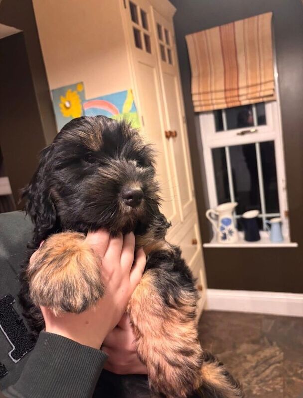 Cocker Spaniel Cross Puppy