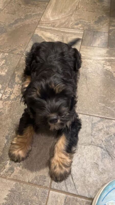 Cocker Spaniel Cross Puppy - Image 2 of 3