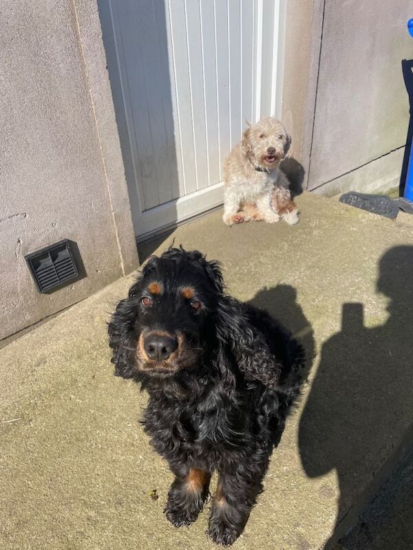 Cocker Spaniel Cross Puppy - Image 3 of 3