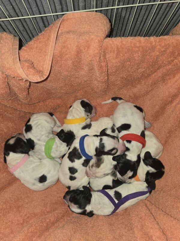 Cocker Spaniel puppies for sale in Ely, Cambridgeshire – 3 days old
