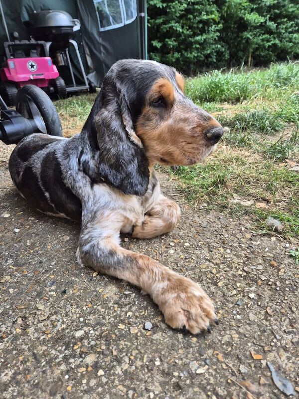 Cocker Spaniel puppies for sale in Ely, Cambridgeshire – 4 days old - Image 2 of 4