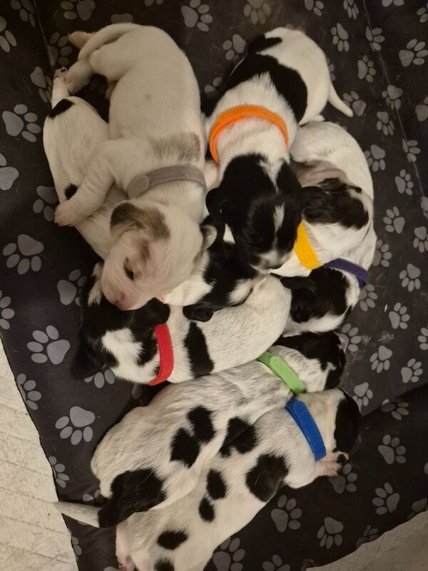 Cocker Spaniel puppies for sale in Ely, Cambridgeshire – 1 week old