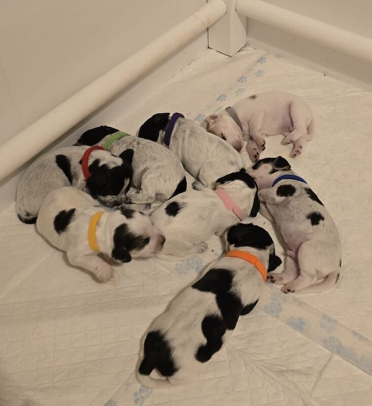 Cocker Spaniel puppies for sale in Ely, Cambridgeshire – 1 week old