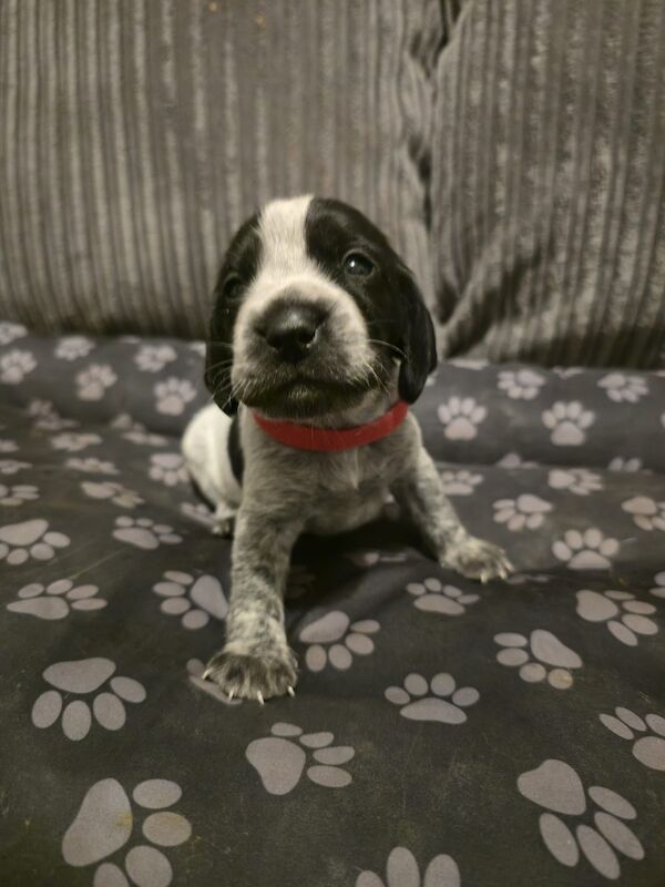 Cocker Spaniel puppies for sale in Ely, Cambridgeshire – 3 weeks old