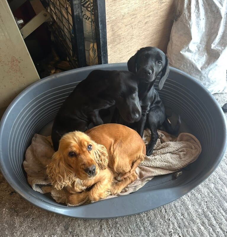 Cocker Spaniel puppies for sale in Lisnaskea, County Fermanagh – 4 months old