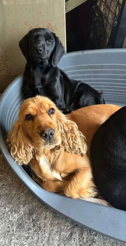 Cocker Spaniel puppies for sale in Lisnaskea, County Fermanagh – 4 months old - Image 2 of 3