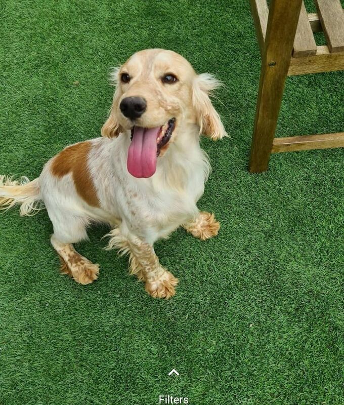 Cocker Spaniel puppies for sale in Southampton, Hampshire – KC registered, 4 years old