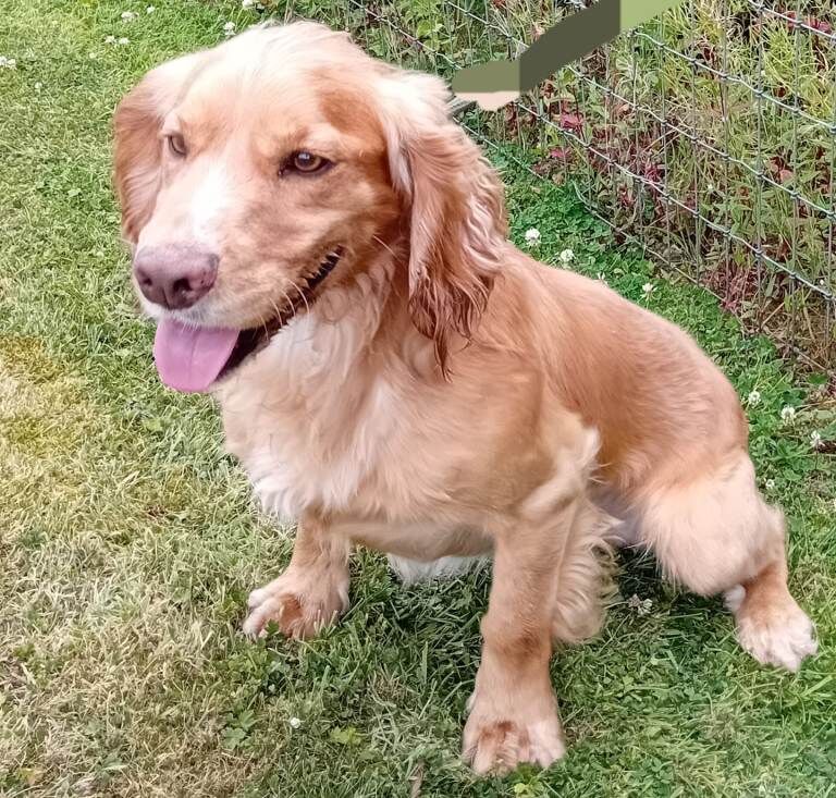 Cocker Spaniel Dog KC Registered - Image 2 of 3