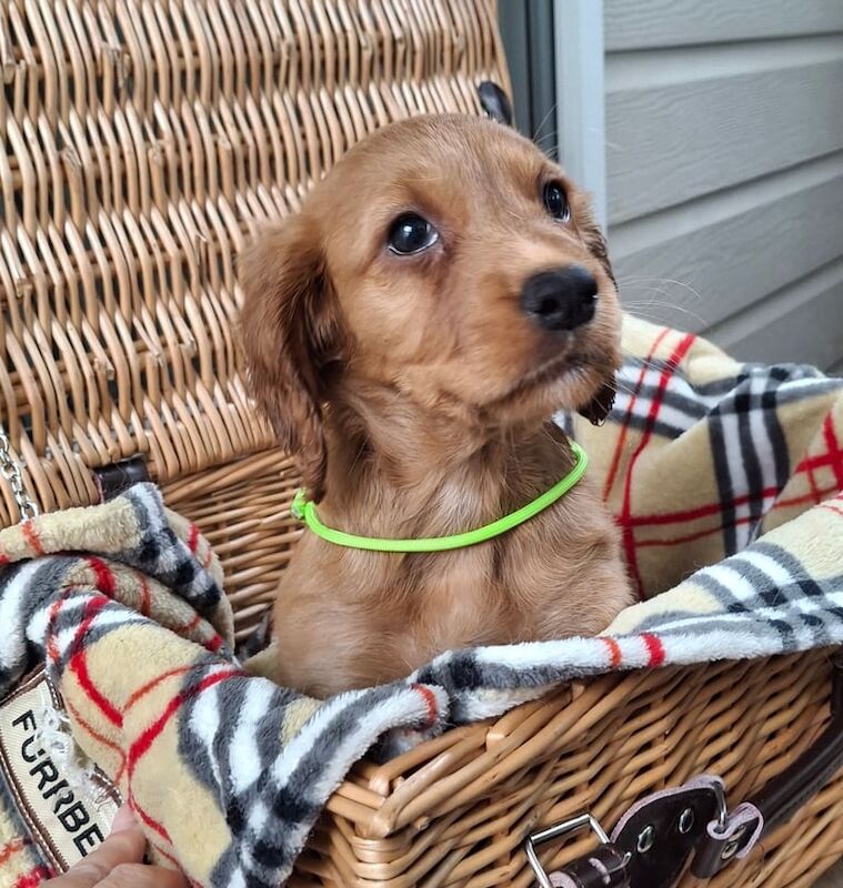 Cocker Spaniel puppies for sale in Kingston upon Hull, East Riding of Yorkshire – 10 weeks old