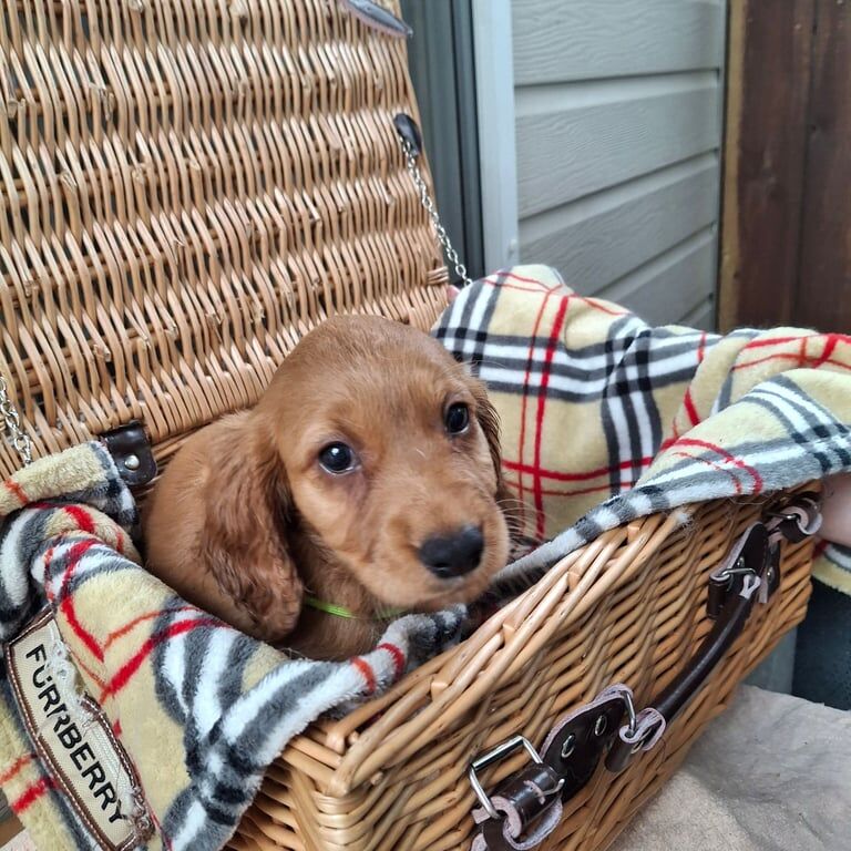 Cocker Spaniel puppies for sale in Kingston upon Hull, East Riding of Yorkshire – 10 weeks old - Image 2 of 2