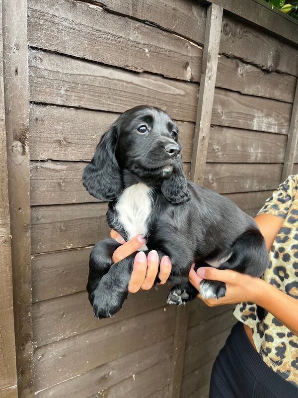 Cocker Spaniel puppies for sale in Godstone, Surrey – 5 months old - Image 2 of 3