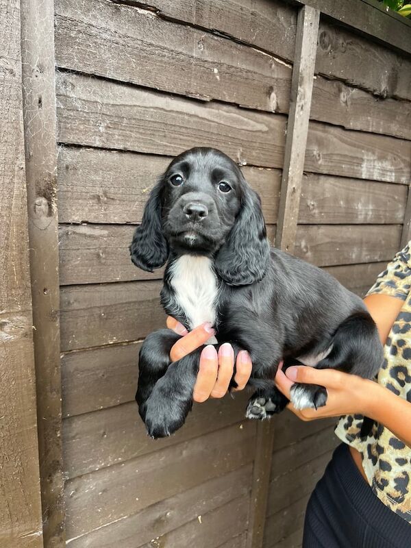 Cocker Spaniel puppies for sale in Godstone, Surrey – 5 months old - Image 3 of 3