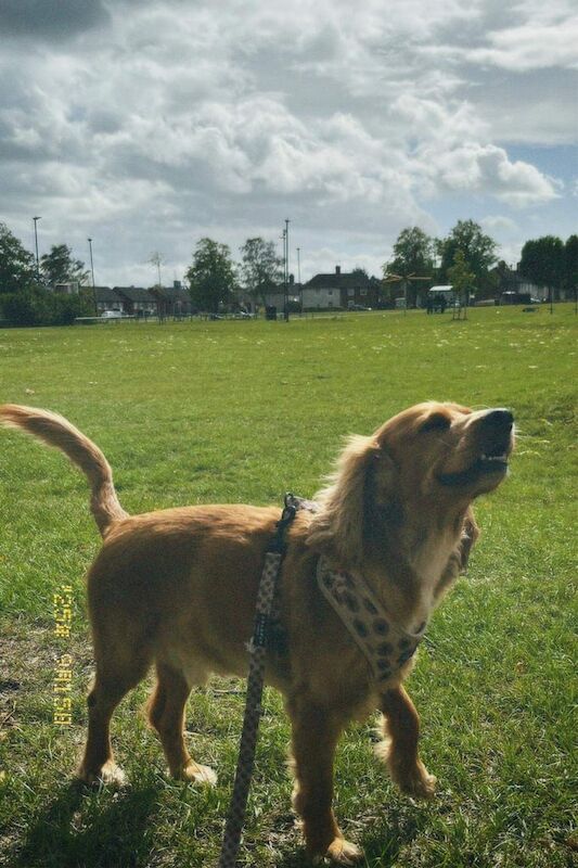 Cocker Spaniel puppies for sale in Leicester, Leicestershire – 2 years old