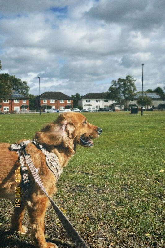 Cocker Spaniel puppies for sale in Leicester, Leicestershire – 2 years old - Image 2 of 3