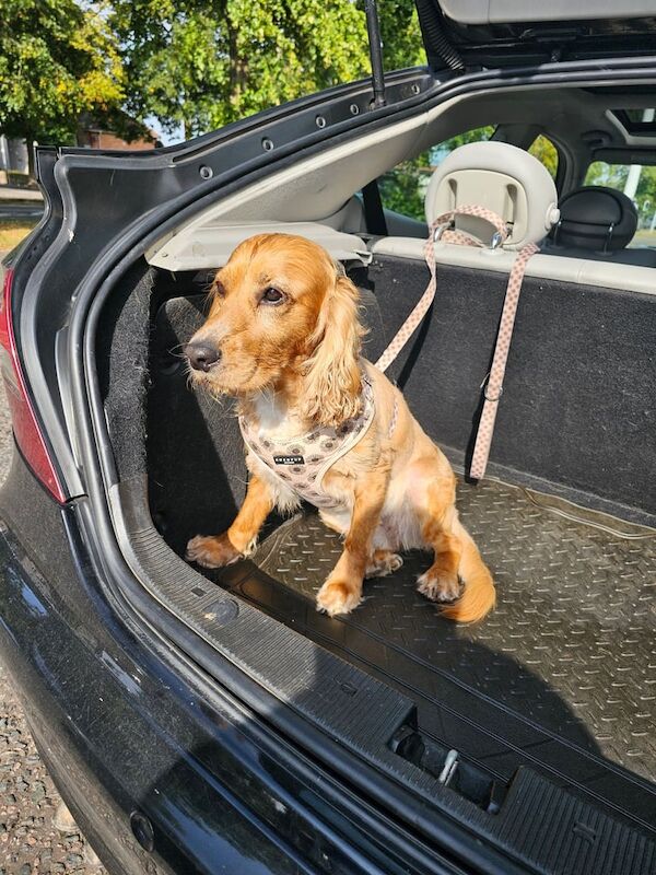 Cocker Spaniel puppies for sale in Leicester, Leicestershire – 2 years old - Image 3 of 3
