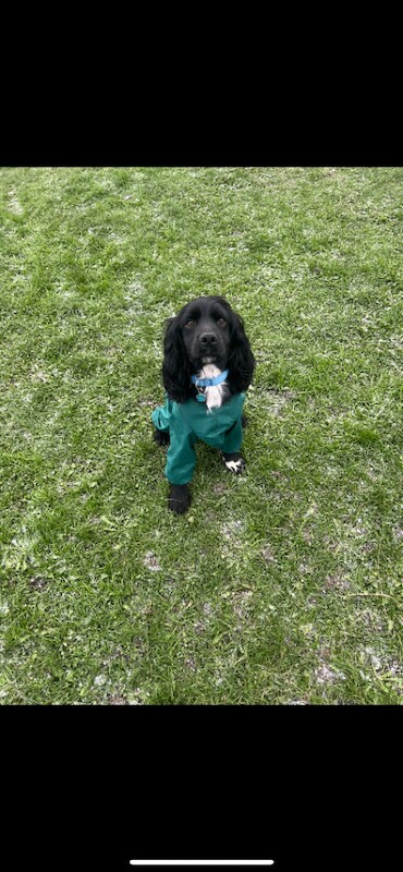 Cocker Spaniel puppies for sale in Middlesbrough, North Yorkshire – 2 years old