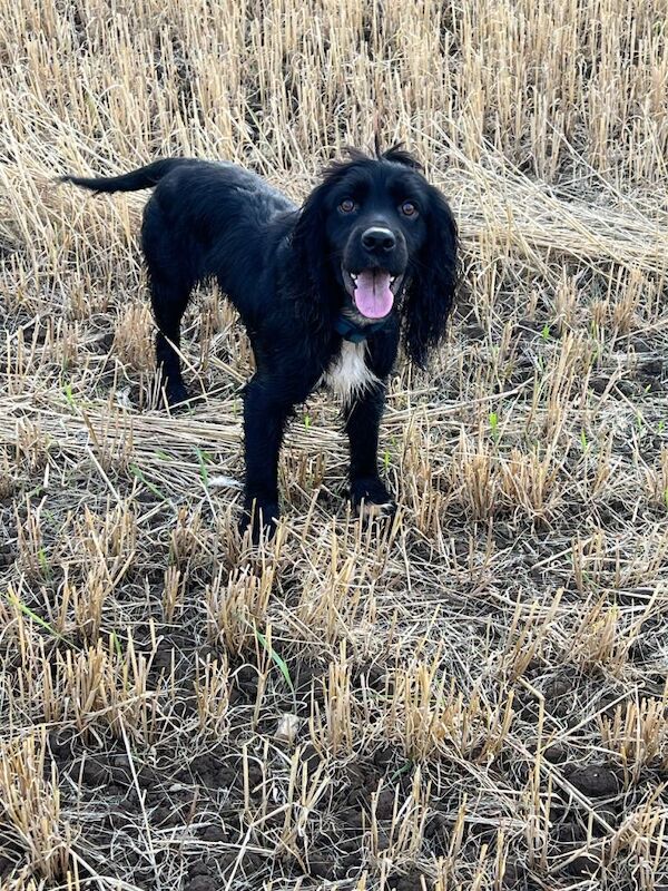 Cocker Spaniel For Rehoming For Sale in Middlesbrough, North Yorkshire ...