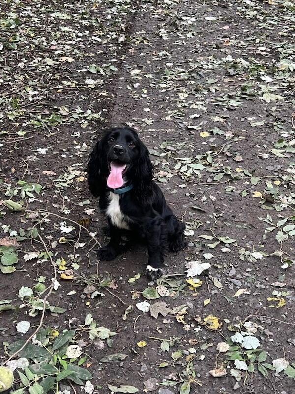 Cocker Spaniel For Rehoming For Sale in Middlesbrough, North Yorkshire ...