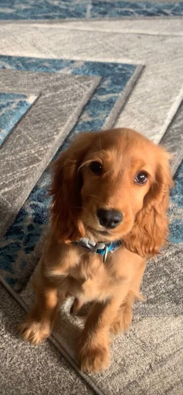 Cocker spaniel for rehoming