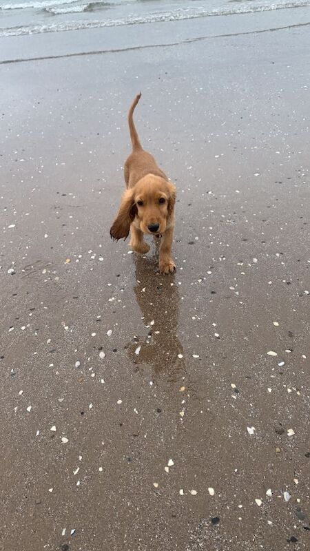 Cocker spaniel for rehoming - Image 2 of 3