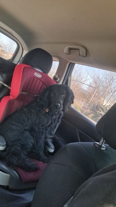 Cocker Spaniel for sale in Craigavon, County Armagh