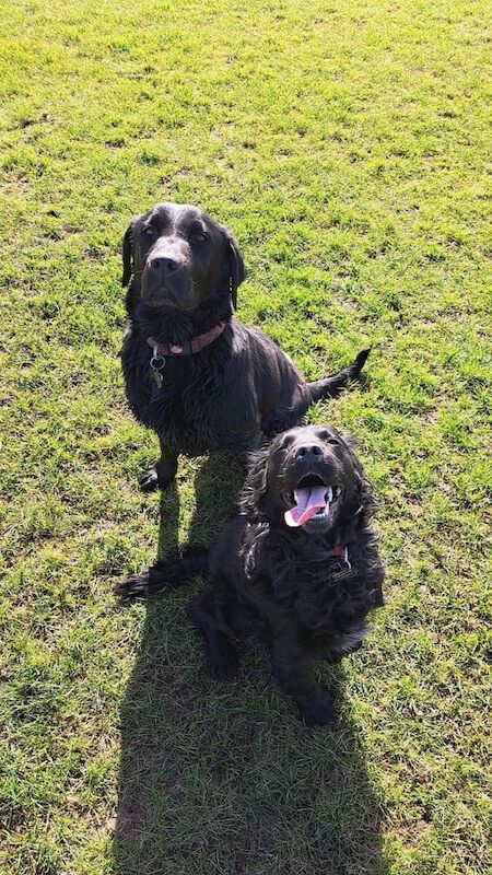 Cocker Spaniel for sale - Image 2 of 3