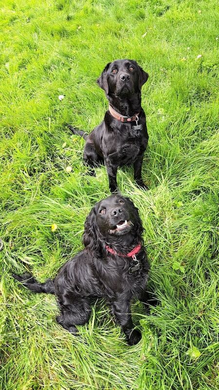 Cocker Spaniel for sale - Image 3 of 3