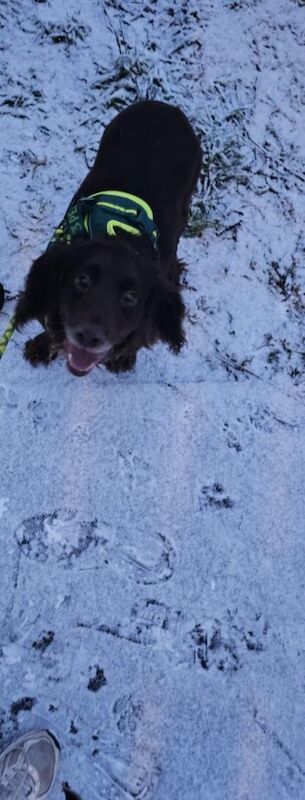 Cocker Spaniel puppies for sale in Livingston, West Lothian – 6 years old - Image 2 of 3