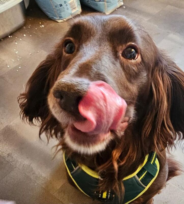 Cocker Spaniel puppies for sale in Livingston, West Lothian – 6 years old - Image 3 of 3