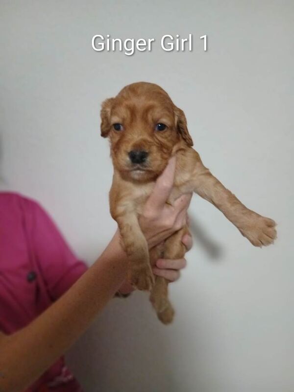 Cocker spaniel for sale