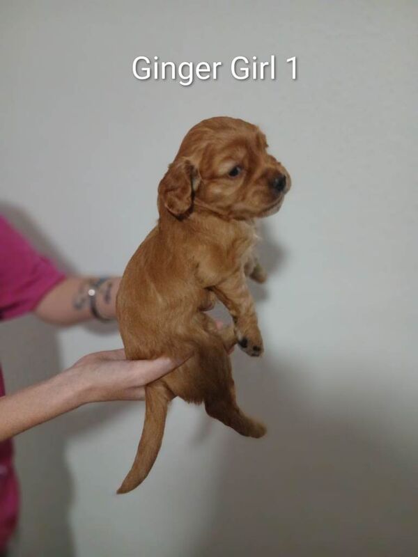 Cocker spaniel for sale - Image 2 of 6