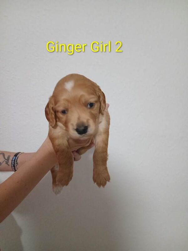 Cocker spaniel for sale - Image 3 of 6