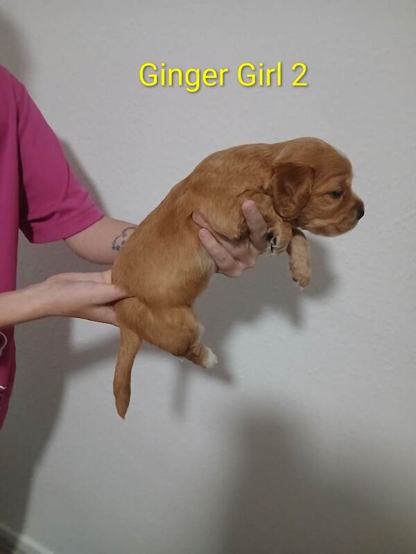 Cocker spaniel for sale - Image 4 of 6